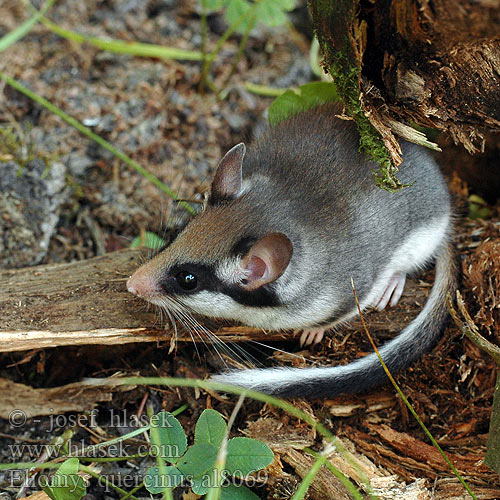 Eliomys quercinus al8069