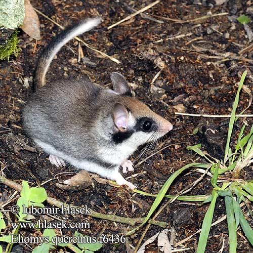 Topo quercino Nitela メガネヤマネ Kerti pele