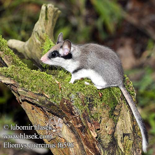 Eliomys quercinus f6596