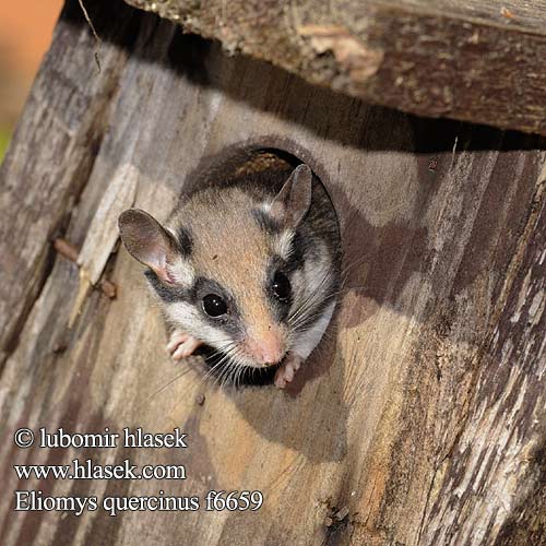 Eliomys quercinus Myoxus Glis Garden dormouse