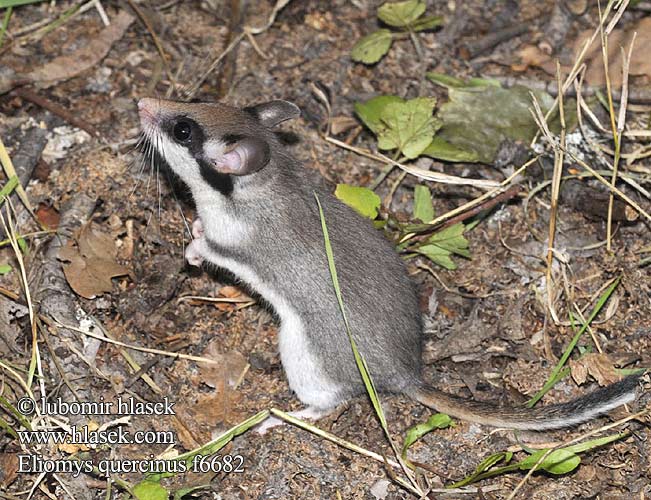 Glis quercinus Gartenschläfer Plch zahradní