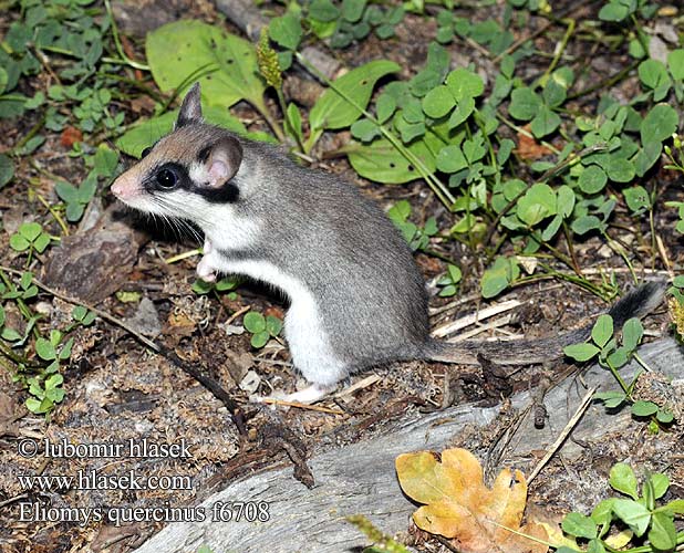 Eliomys quercinus Plch zahradní