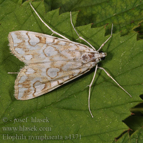 Elophila nymphaeata Nymphula Brown China-mark Hydrocampe Potamot