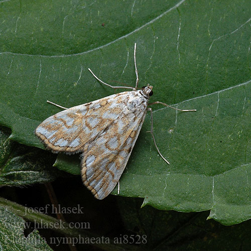 Огнёвка водная кувшинковая Elophila nymphaeata Nymphula