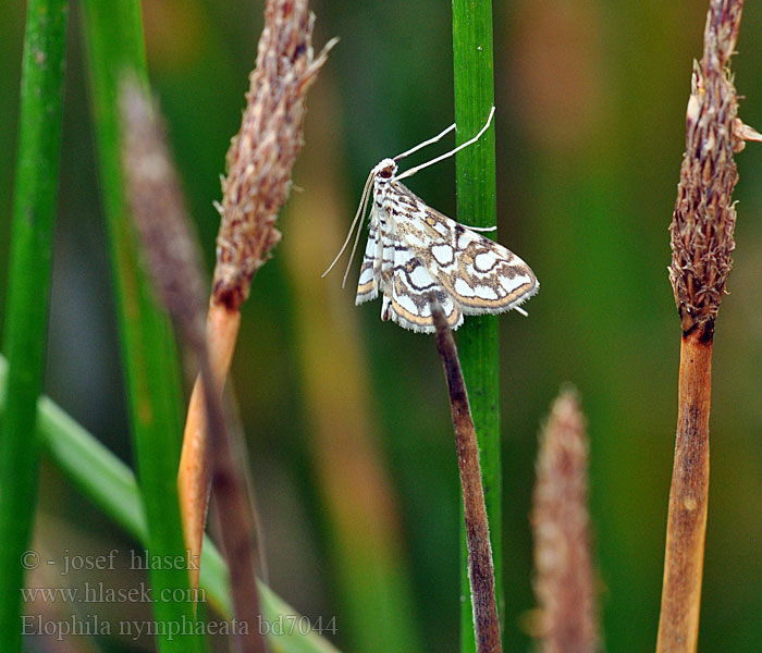 Elophila nymphaeata Nymphula Brown China-mark