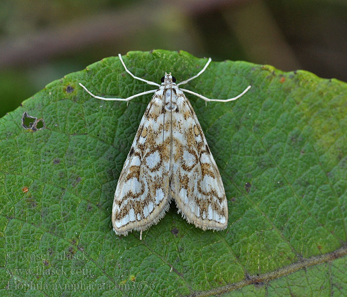 Elophila nymphaeata Nymphula Hydrocampe Potamot