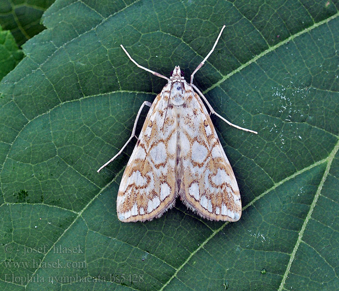 Elophila nymphaeata Nymphula Tarka vízimoly