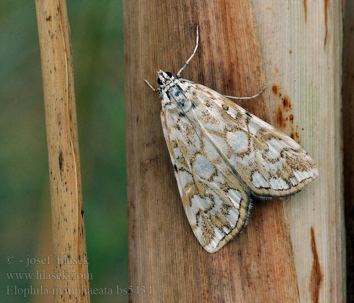 Elophila nymphaeata Nymphula Seerosen-Zünsler