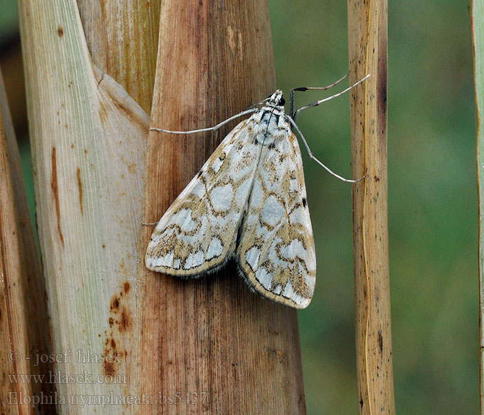 Elophila nymphaeata Nymphula Vijačka leknová