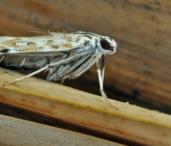 Elophila nymphaeata Nymphula Vilenka leknínová