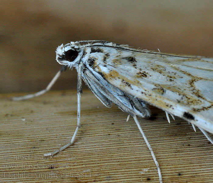 Elophila nymphaeata Nymphula Nimfa świtezianka