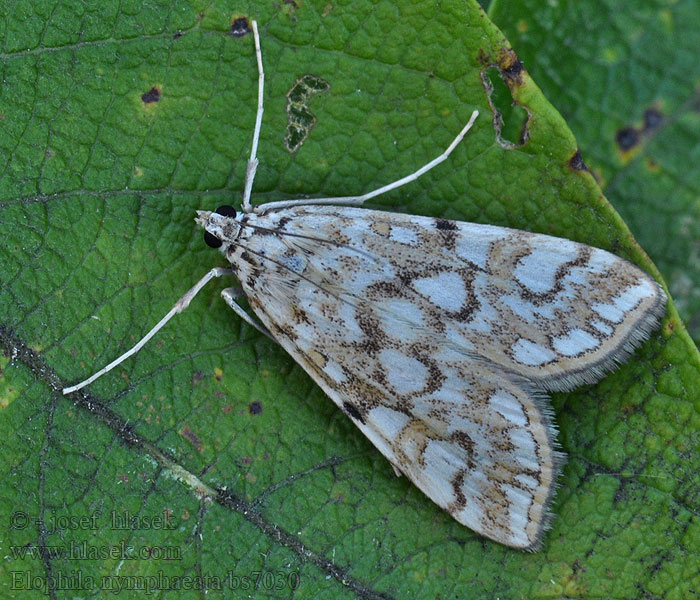 Brown China-mark Elophila nymphaeata