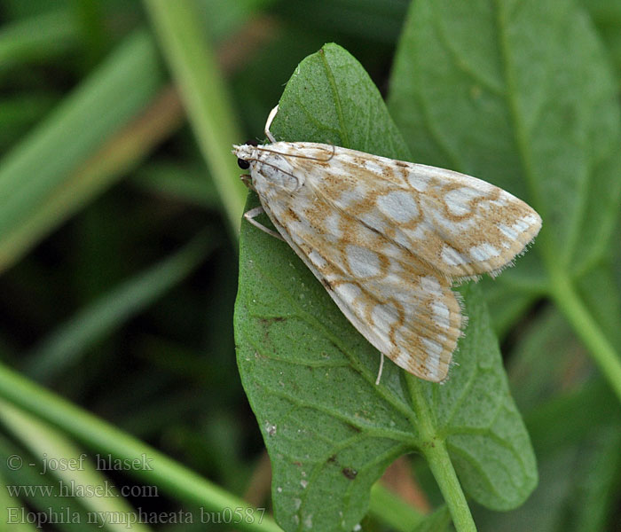 Elophila nymphaeata Nymphula Näckrosmott