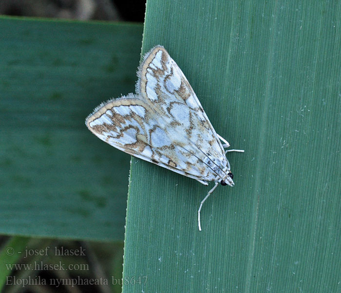 Elophila nymphaeata Nymphula Lummekoisa