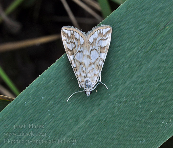 Elophila nymphaeata Nymphula Waterleliemot