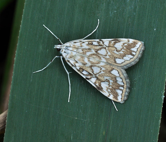 Elophila nymphaeata Nymphula Åkandemøl