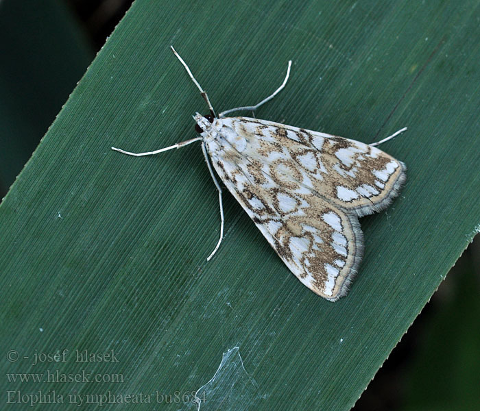 Elophila nymphaeata Огнёвка водная кувшинковая