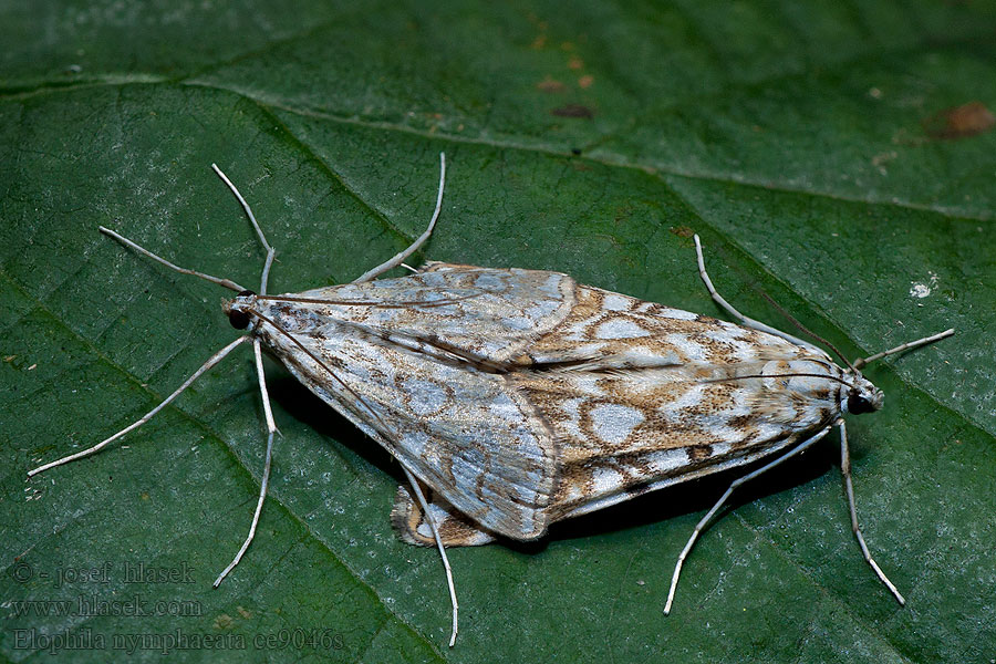 Hydrocampe Potamot Elophila nymphaeata