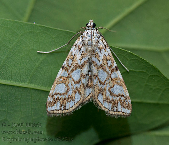 Elophila nymphaeata