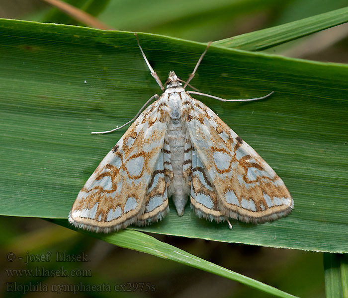 Elophila nymphaeata