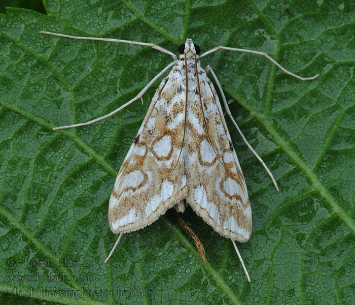 Seerosen-Zünsler Elophila nymphaeata