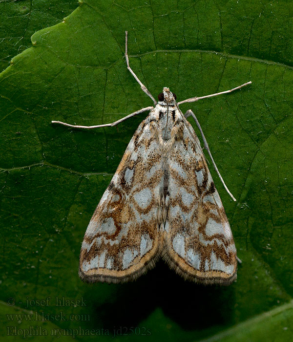 Elophila nymphaeata