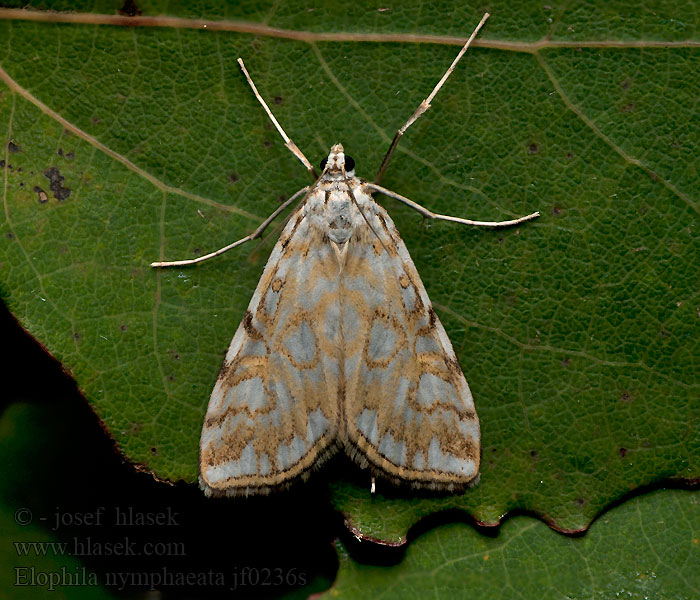 Elophila nymphaeata