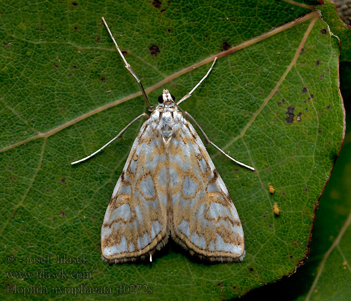 Elophila nymphaeata