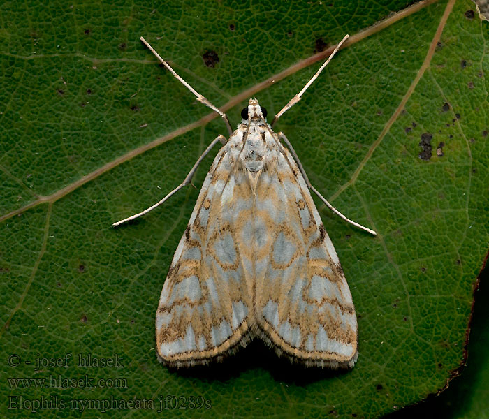 Elophila nymphaeata