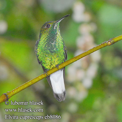 Elvira cupreiceps Kolibřík měděnohlavý Kobberisset Smaragd Bronzekopf-Elvirakolibri Kupferköpfchen Coppery headed Emerald Coppery-headed Esmeralda Capirotada Cabeza Dorada coronilla cobriza Kuparitaskukolibri Colibri tête cuivrée testa rame Smeraldo testarame ドウボウシハチドリ Koperkop-smaragdkolibrie Kobberkronekolibri Diamencik kostarykański