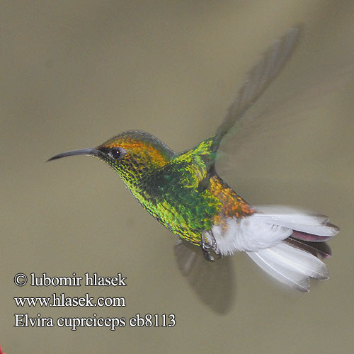 Elvira cupreiceps eb8113