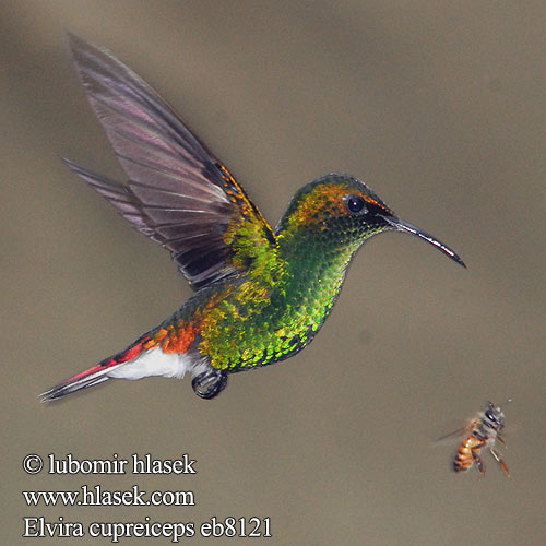 Esmeralda Capirotada Cabeza Dorada coronilla cobriza Kuparitaskukolibri Colibri tête cuivrée testa rame Smeraldo testarame ドウボウシハチドリ Koperkop-smaragdkolibrie Kobberkronekolibri Diamencik kostarykański Elvira cupreiceps Kolibřík měděnohlavý Kobberisset Smaragd Bronzekopf-Elvirakolibri Kupferköpfchen Coppery headed Emerald Coppery-headed