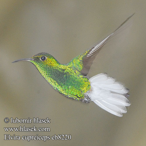 Colibri tête cuivrée testa rame Smeraldo testarame ドウボウシハチドリ Koperkop-smaragdkolibrie Kobberkronekolibri Diamencik kostarykański Elvira cupreiceps Kolibřík měděnohlavý Kobberisset Smaragd Bronzekopf-Elvirakolibri Kupferköpfchen Coppery headed Emerald Coppery-headed Esmeralda Capirotada Cabeza Dorada coronilla cobriza Kuparitaskukolibri