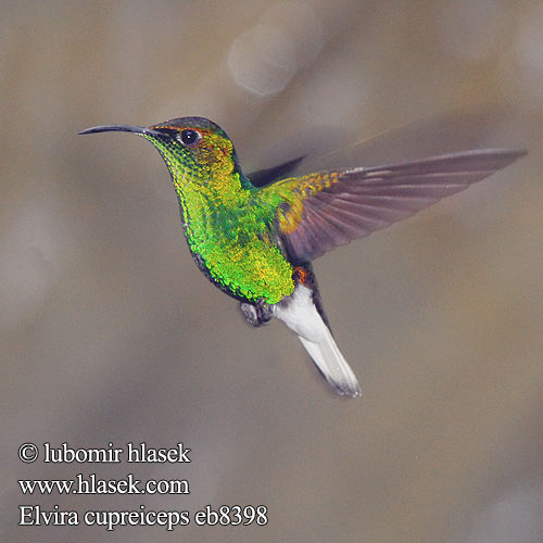 Kolibřík měděnohlavý Kobberisset Smaragd Bronzekopf-Elvirakolibri Kupferköpfchen Coppery headed Emerald Coppery-headed Esmeralda Capirotada Cabeza Dorada coronilla cobriza Kuparitaskukolibri Colibri tête cuivrée testa rame Smeraldo testarame ドウボウシハチドリ Koperkop-smaragdkolibrie Kobberkronekolibri Diamencik kostarykański Elvira cupreiceps