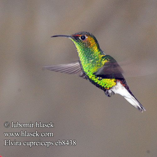 Coppery headed Emerald Coppery-headed Esmeralda Capirotada Cabeza Dorada coronilla cobriza Kuparitaskukolibri Colibri tête cuivrée testa rame Smeraldo testarame ドウボウシハチドリ Koperkop-smaragdkolibrie Kobberkronekolibri Diamencik kostarykański Elvira cupreiceps Kolibřík měděnohlavý Kobberisset Smaragd Bronzekopf-Elvirakolibri Kupferköpfchen