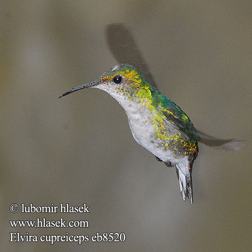 Kuparitaskukolibri Colibri tête cuivrée testa rame Smeraldo testarame ドウボウシハチドリ Koperkop-smaragdkolibrie Kobberkronekolibri Diamencik kostarykański Elvira cupreiceps Kolibřík měděnohlavý Kobberisset Smaragd Bronzekopf-Elvirakolibri Kupferköpfchen Coppery headed Emerald Coppery-headed Esmeralda Capirotada Cabeza Dorada coronilla cobriza