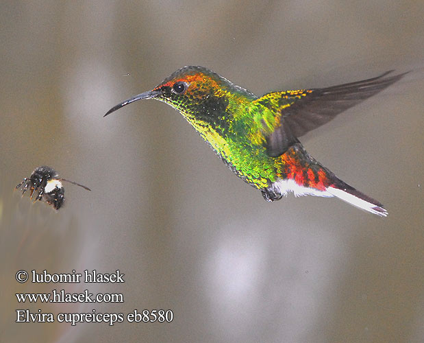 ドウボウシハチドリ Koperkop-smaragdkolibrie Kobberkronekolibri Diamencik kostarykański Elvira cupreiceps Kolibřík měděnohlavý Kobberisset Smaragd Bronzekopf-Elvirakolibri Kupferköpfchen Coppery headed Emerald Coppery-headed Esmeralda Capirotada Cabeza Dorada coronilla cobriza Kuparitaskukolibri Colibri tête cuivrée testa rame Smeraldo testarame