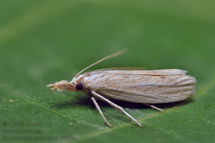 Ematheudes punctella