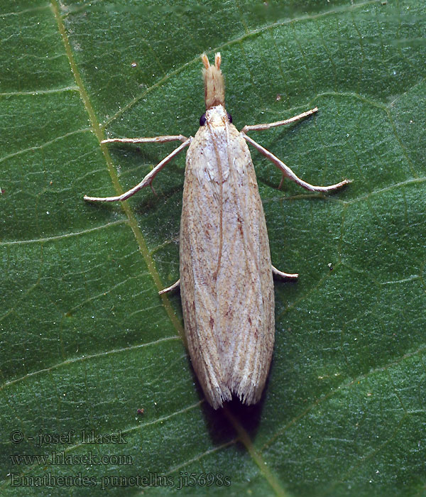 Ematheudes punctella