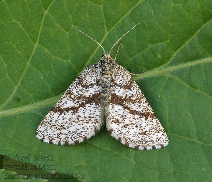 Пяденица вересковая Ematurga atomaria Phalaena Common Heath