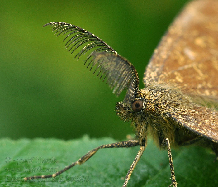 Poproch pylinkowiec Piadivka vresová Ematurga atomaria