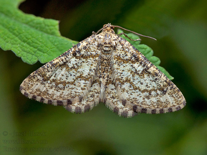 Ematurga atomaria