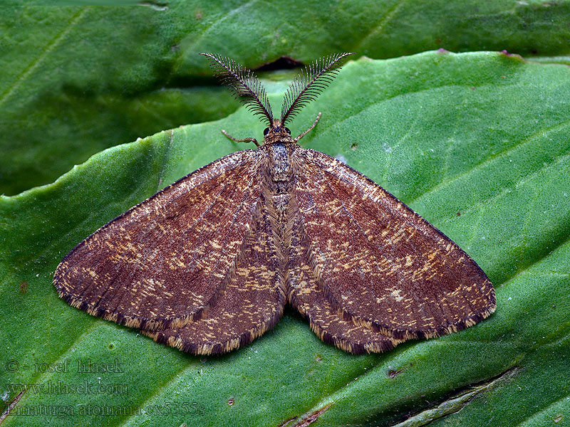 Barna rétiaraszoló Ematurga atomaria