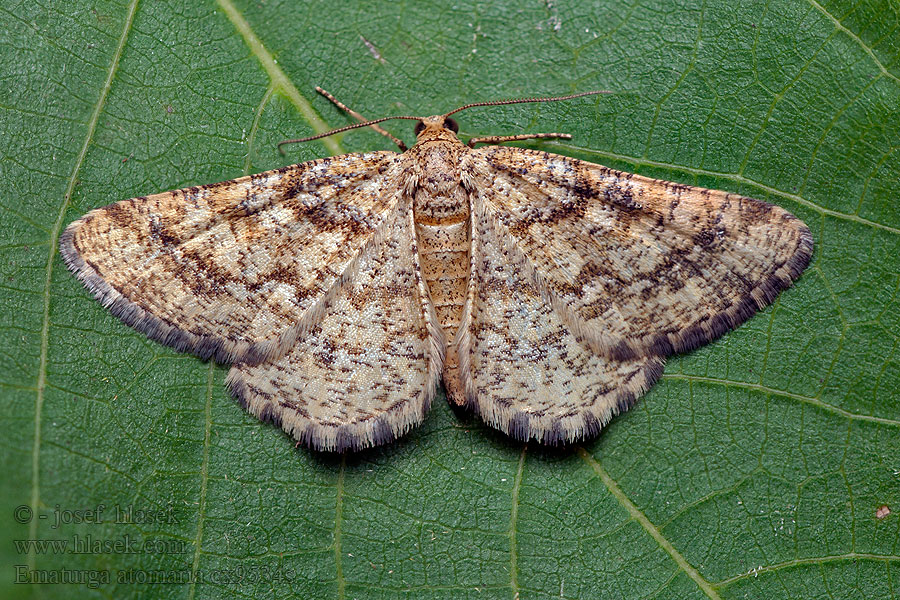 Phalene picotée Ematurga atomaria