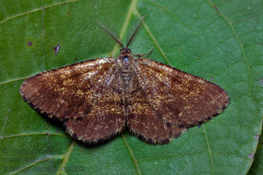 Common Heath Ematurga atomaria