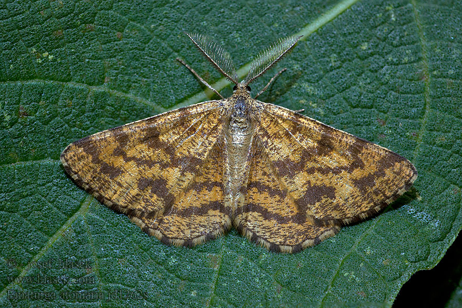 Heidekraut-Spanner Poproch pylinkowiec Ematurga atomaria