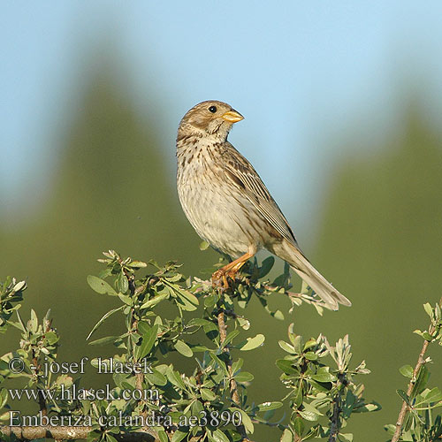 Emberiza Miliaria calandra Corn Bunting Grauammer Triguero strnad luční Kornværling Bomlærke Grauwe gors Harmaasirkku Strillozzo Kornspurv Kornsparv 黍鹀 Просянка ハタホオジロ درسة الذرة Τσιφτάς Trigueirão Просянка Tarla Çintesi גבתון עפרוני Сива овесарка strnádka lúčna Veliki strnad Sordély Potrzeszcz Велика стрнадица Голема стрнарка