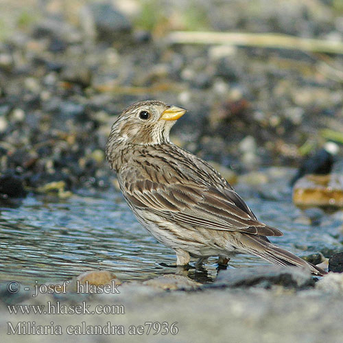 Emberiza calandra Miliaria Corn Bunting Grauammer Triguero Strnad luční Kornværling Bomlærke Grauwe gors Harmaasirkku Strillozzo Kornspurv Kornsparv 黍鹀 Просянка ハタホオジロ درسة الذرة Τσιφτάς Trigueirão Tarla Çintesi גבתון עפרוני Сива овесарка Strnádka lúčna Veliki strnad Sordély Potrzeszcz Велика стрнадица Голема стрнарка