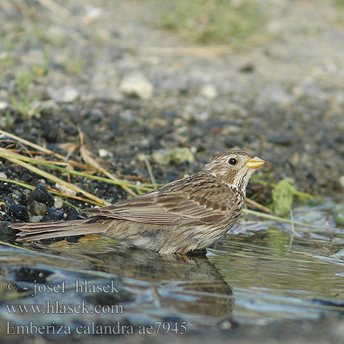 Emberiza calandra ae7945