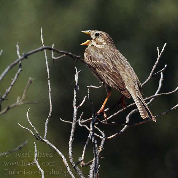 Emberiza calandra bg7211